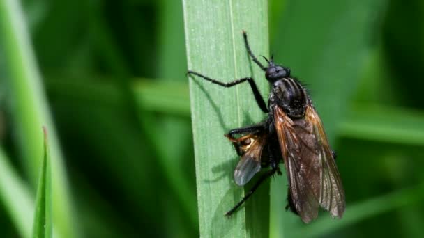 Predatore Preda Mosca Della Danza Mangia Mosca Sterco Gialla — Video Stock