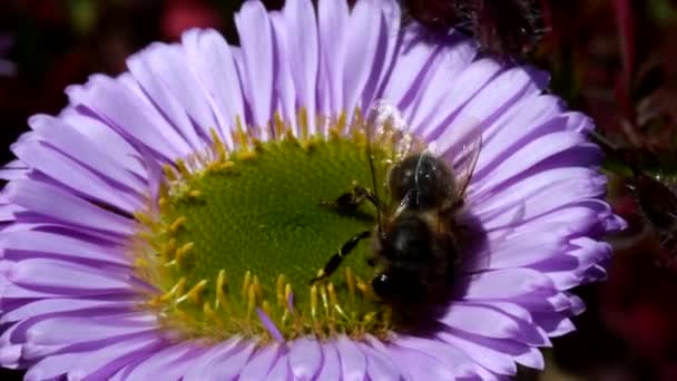 Western Honey Bee Flower Her Latin Name Apis Mellifera — Stock Video