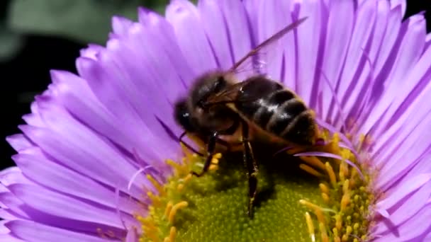 Western Honey Bee Een Bloem Haar Latijnse Naam Apis Mellifera — Stockvideo