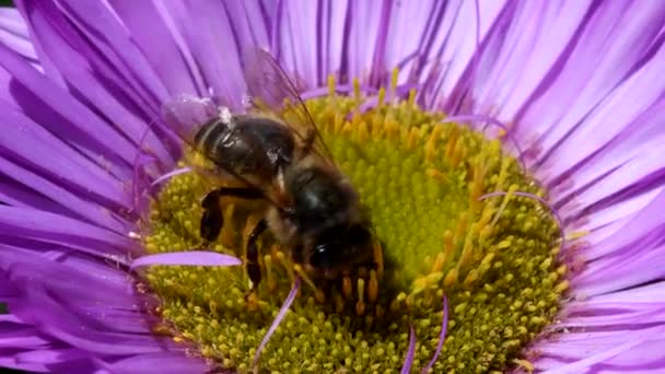 Nyugati Méhecske Egy Virágon Latin Neve Apis Mellifera — Stock videók
