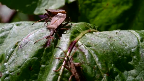 Dock Bugs Copulation Son Nom Latin Est Coreus Marginatus — Video