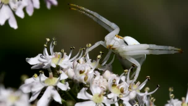 フライへの攻撃中に花の上にカニのクモ ラテン語名はMisumena Vatia — ストック動画