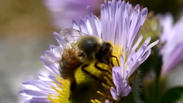 映画を閉じる 花の上にヨーロッパのミツバチやヨーロッパのミツバチ ラテン語名はApis Mellifera — ストック動画