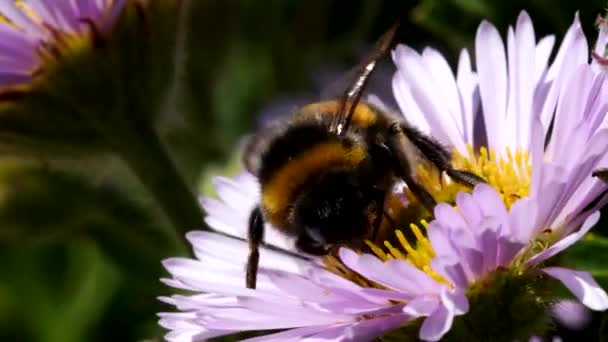 Närbild Film Trädgård Humla Blomma Hans Latinska Namn Bombus Hortorum — Stockvideo