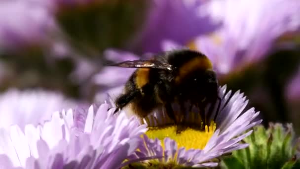 Närbild Film Trädgård Humla Blomma Hans Latinska Namn Bombus Hortorum — Stockvideo