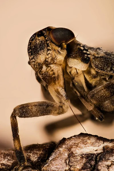 Yaygın Froghopper Odaklanma Portresi Onun Latince Adı Philadelphia Spumarius — Stok fotoğraf