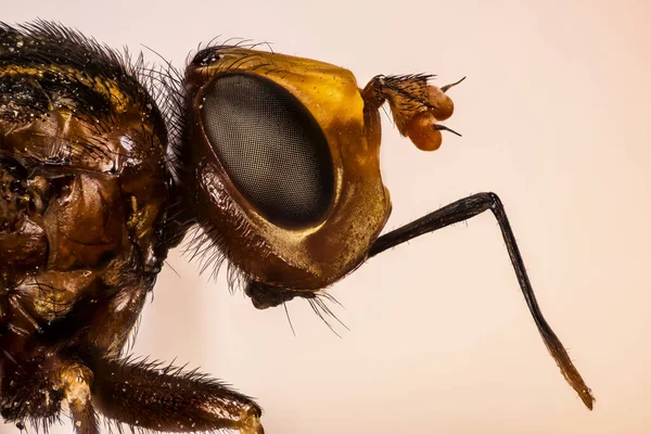 Focus Stacking Portrait Ferruginous Bee Grabber Латинское Имя Сикус Ферругинеус — стоковое фото