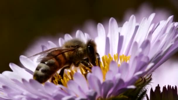 European Honey Bee European Honey Bee Flower Her Latin Name — Stock Video
