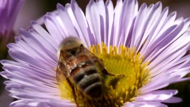 ヨーロッパのミツバチやヨーロッパのミツバチの花です ラテン語名はApis Mellifera — ストック動画