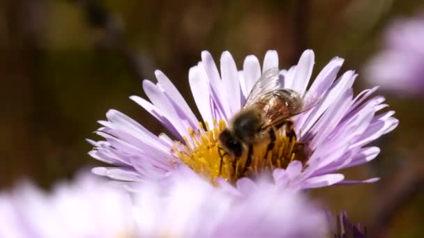 European Honey Bee European Honey Bee Flower Her Latin Name — Stock Video