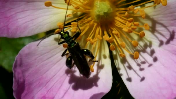 Swollen Thighed Beetle Dog Rose Flower His Latin Name Oedemera — Stock Video