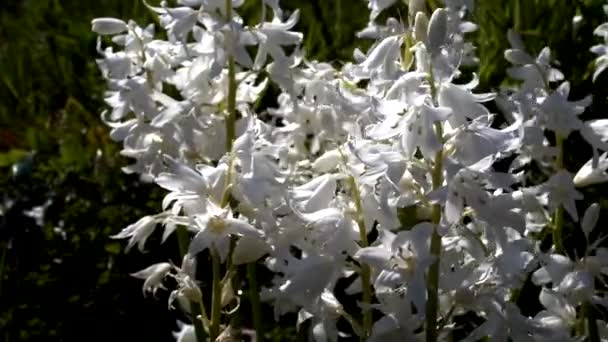 White Hyacinths Line Movement — Stock Video