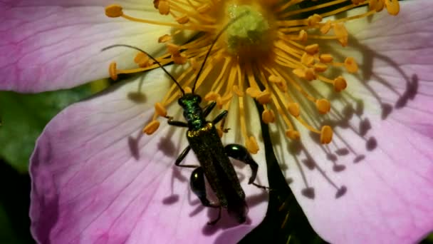 Kumbang Bengkak Paha Pada Bunga Mawar Anjing Nama Latinnya Adalah — Stok Video