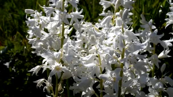 White Hyacinths Line Movement — Stock Video