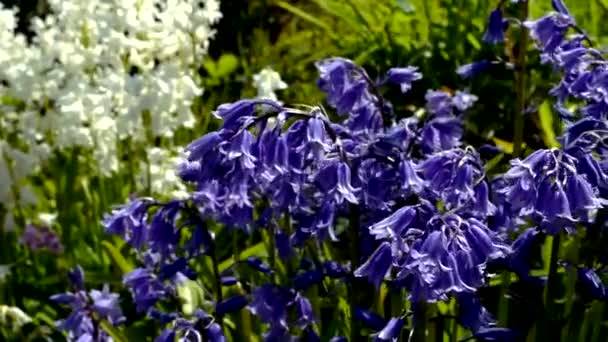 Hyacinthes Violettes Mouvement Ligne — Video