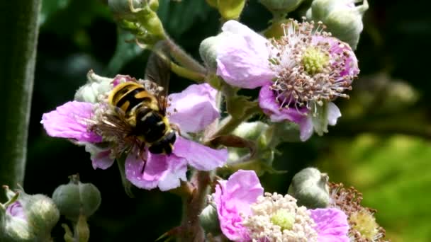 Закрыть Фильм Hoverfly Цветах — стоковое видео