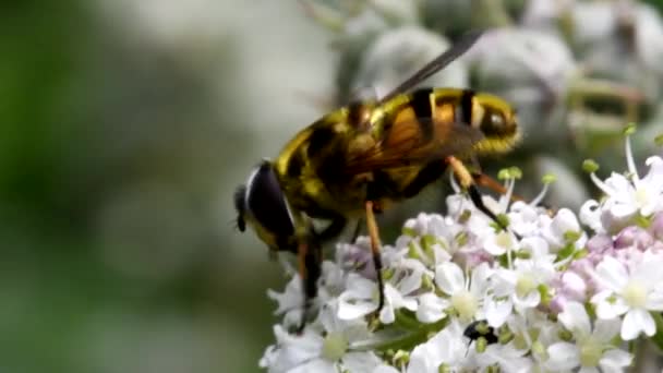 Close Filme Hoverfly Flores — Vídeo de Stock