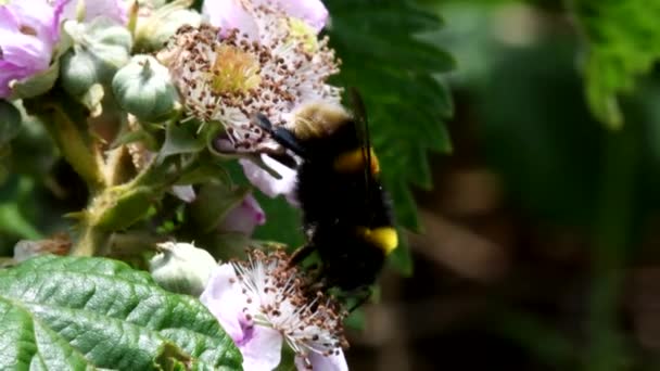 Close Filme Bumblebee Cauda Branca Uma Flor Seu Nome Latino — Vídeo de Stock