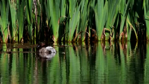 Little Grebe Water His Environment His Latin Name Tachybaptus Ruficollis — Stock Video