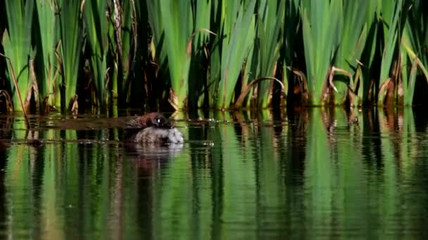 Little Grebe Agua Entorno Nombre Latín Tachybaptus Ruficollis — Vídeo de stock