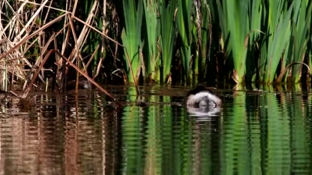 Malý Grebe Vodě Svém Prostředí Jeho Latinské Jméno Tachybaptus Ruficollis — Stock video