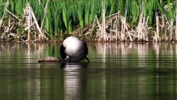 加拿大鹅在她栖息地的水里 她的拉丁文名叫Branta Canada — 图库视频影像