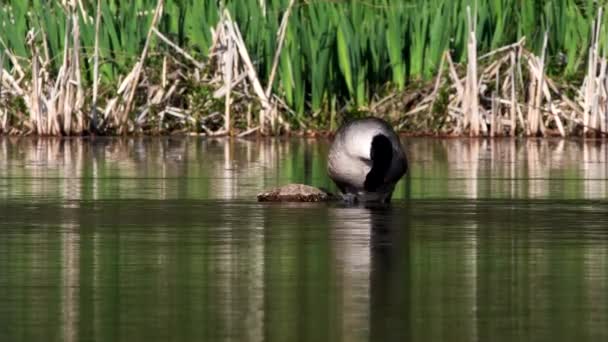 彼女の生息地の水の上にカナダガチョウ ラテン語名はBranta Canadensis — ストック動画