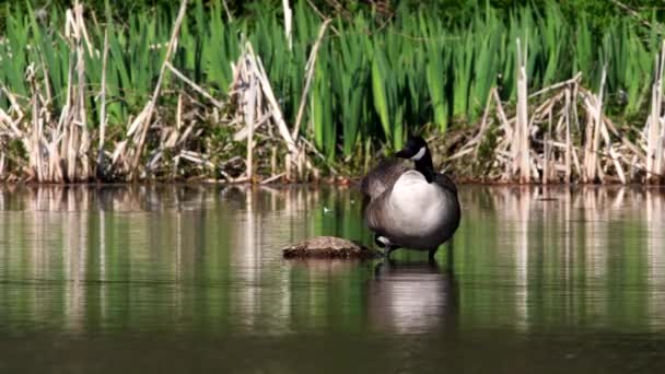 加拿大鹅在她栖息地的水里 她的拉丁文名叫Branta Canada — 图库视频影像