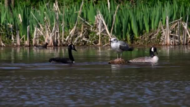 Canada Goose Uma Água Seu Habitat Seu Nome Latino Branta — Vídeo de Stock