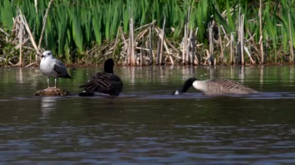 Canada Goose Water Her Habitat Her Latin Name Branta Canadensis — Stock Video