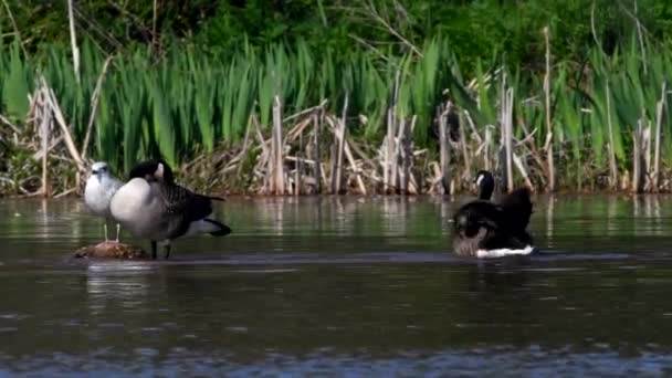 Canada Goose Uma Água Seu Habitat Seu Nome Latino Branta — Vídeo de Stock