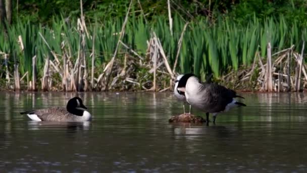 Canada Goose Sull Acqua Nel Suo Habitat Suo Nome Latino — Video Stock