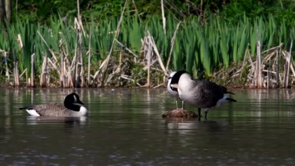 Kanada Kaz Habitatında Üstünde Latince Adı Branta Canadensis — Stok video