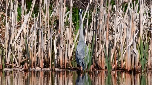 Héron Gris Dans Habitat Son Nom Latin Est Ardea Cinerea — Video