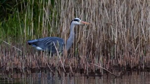 Garza Gris Hábitat Nombre Latín Ardea Cinerea — Vídeos de Stock