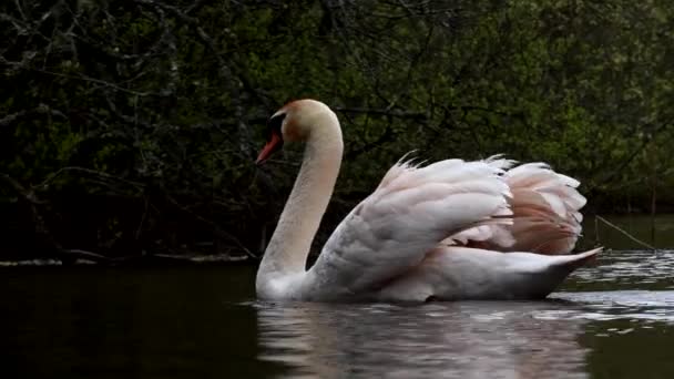Yaşam Alanındaki Bir Suda Dilsiz Swan Latince Adı Cygnus Olor — Stok video