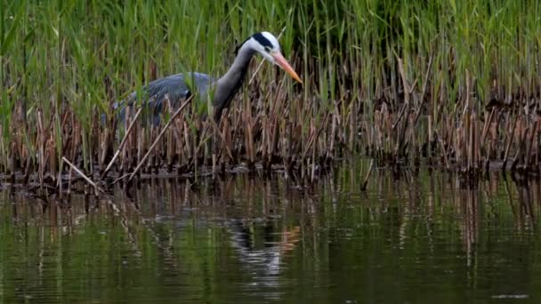 Garça Cinzenta Habitat Seu Nome Latino Ardea Cinerea — Vídeo de Stock