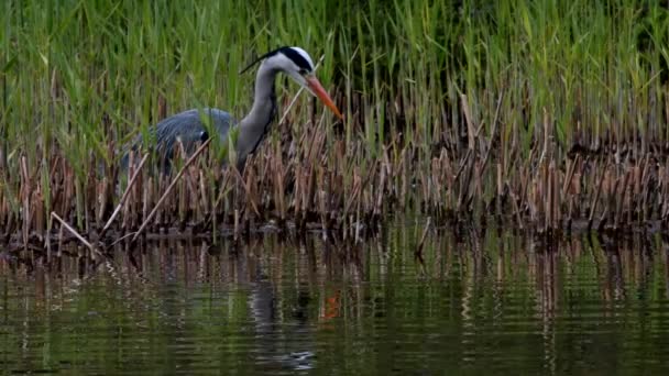 Héron Gris Dans Habitat Son Nom Latin Est Ardea Cinerea — Video