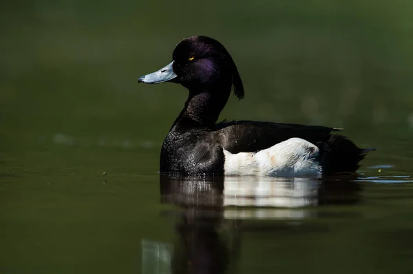 水の上に鴨の房 ラテン語名はAythya Fuligula — ストック写真