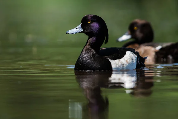 Paire Canards Touffus Sur Une Eau Son Nom Latin Est — Photo