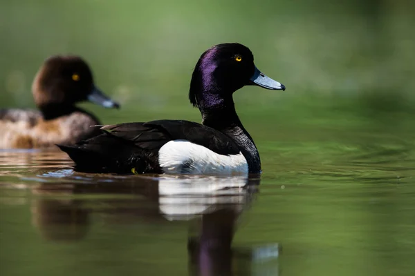 Ein Paar Getupfte Enten Auf Einem Wasser Ihr Lateinischer Name — Stockfoto