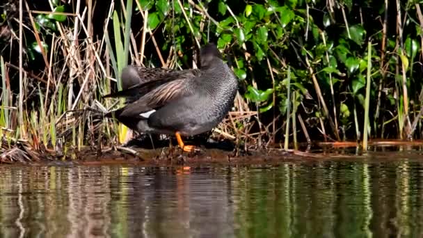 Pareja Gadwall Hábitat Nombre Latín Mareca Strepera — Vídeos de Stock