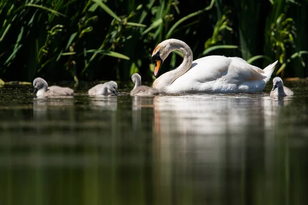 Family Mute Swan Water His Habitat His Latin Name Cygnus — Stock Photo, Image