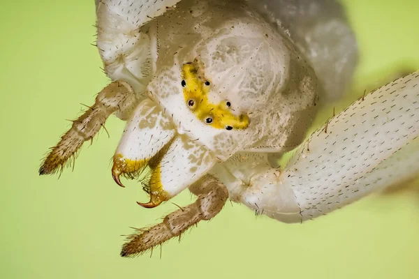 螃蟹蜘蛛的聚焦堆栈肖像 他的拉丁文名叫Misumena Vatia — 图库照片