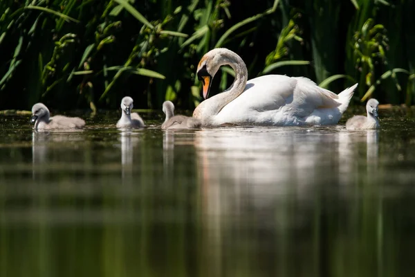 Família Cisne Mudo Uma Água Seu Habitat Seu Nome Latino — Fotografia de Stock