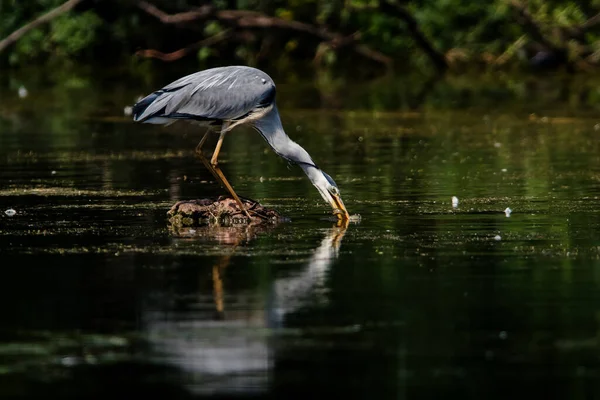 Héron Gris Chassé Mange Anguille Son Nom Latin Est Ardea — Photo