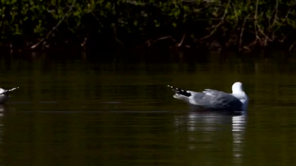 Sleď Racek Vodě Habitatu Jmenuje Larus Argentatus — Stock video