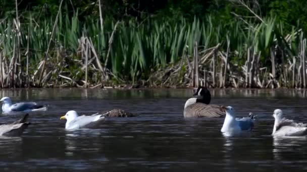 加拿大鹅和鲱鱼鸥在栖息地的水中 — 图库视频影像