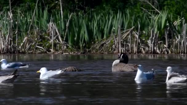 Kanadagås Och Sillmås Ett Vatten Livsmiljö — Stockvideo