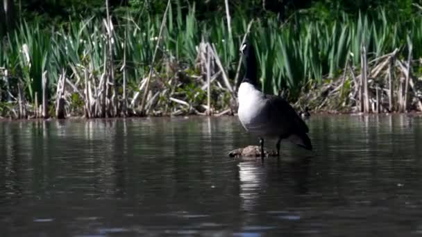 Ganso Canadá Agua Hábitat Nombre Latín Branta Canadensis — Vídeo de stock